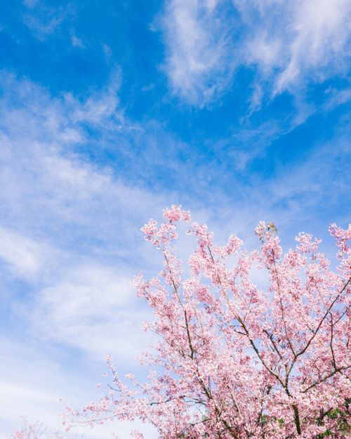 Free Cherry blossom tree under a vibrant blue sky, symbolizing spring and renewal. Stock Photo