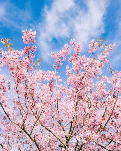 Free Capture the beauty of spring with pink cherry blossoms set against a bright blue sky. Stock Photo