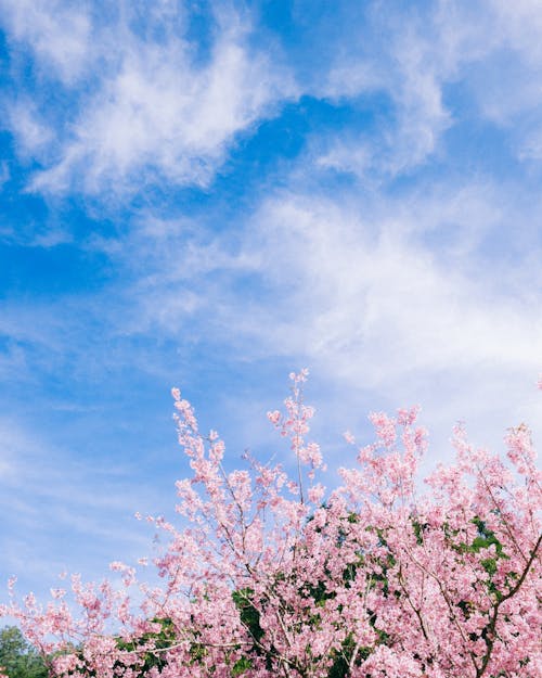 Clouds over Cherry Blossoms
