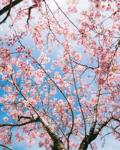 Free Vibrant cherry blossoms bloom against a clear blue sky, capturing the essence of spring. Stock Photo