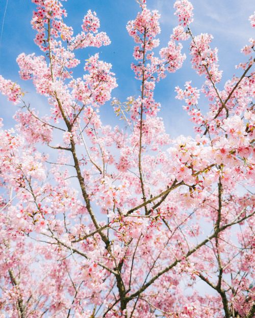 Free Beautiful cherry blossom branches under a clear blue sky, capturing spring's essence. Stock Photo
