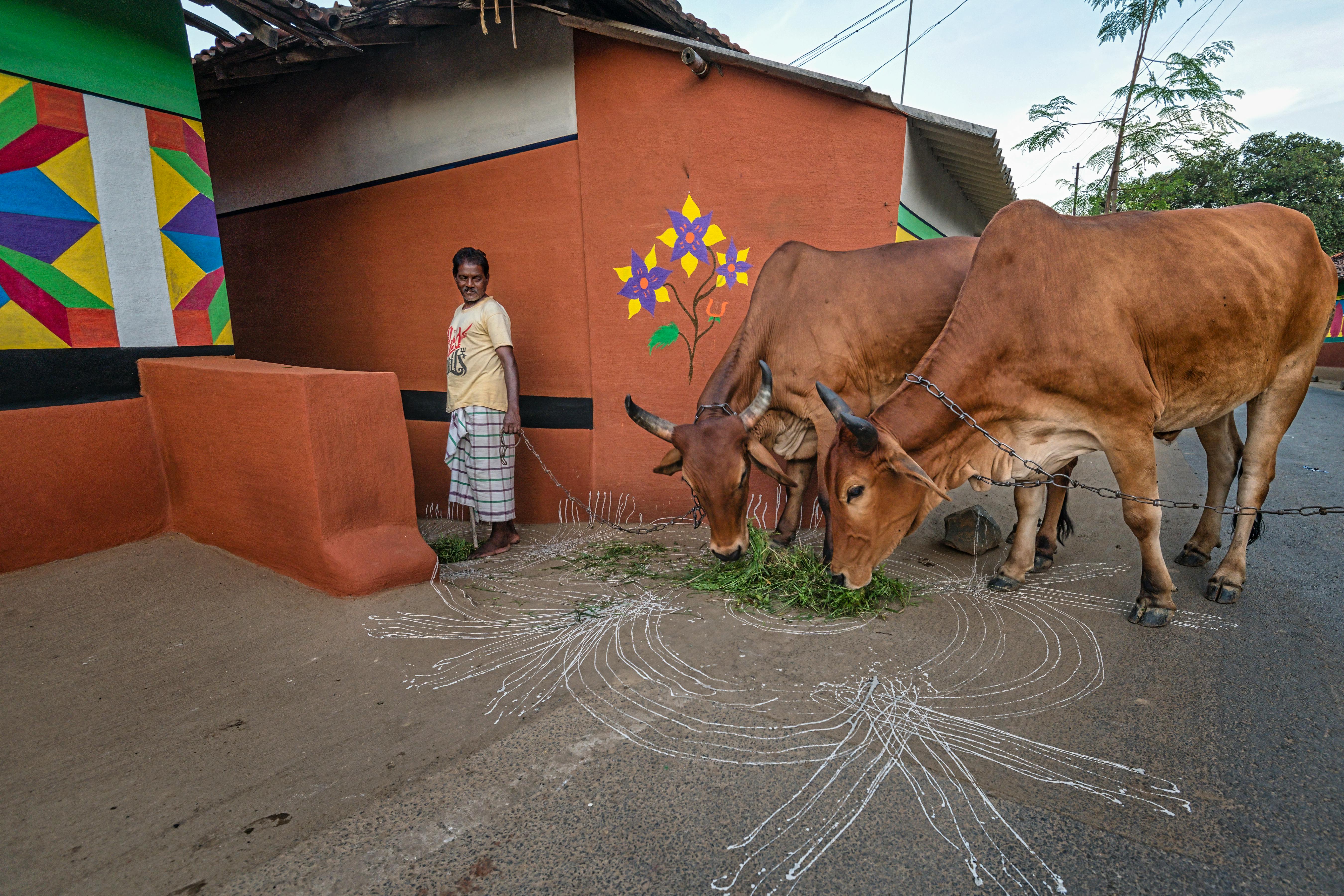 Man Feeding Cattle on Road in Village