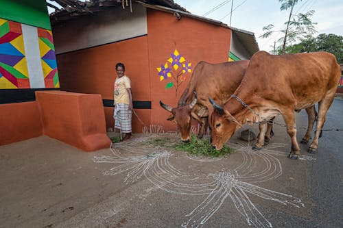Man Feeding Cattle on Road in Village