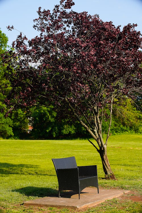 A Bench under a Tree in a Park 