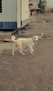 A white dog casually walks through a rural construction site with unfinished buildings.
