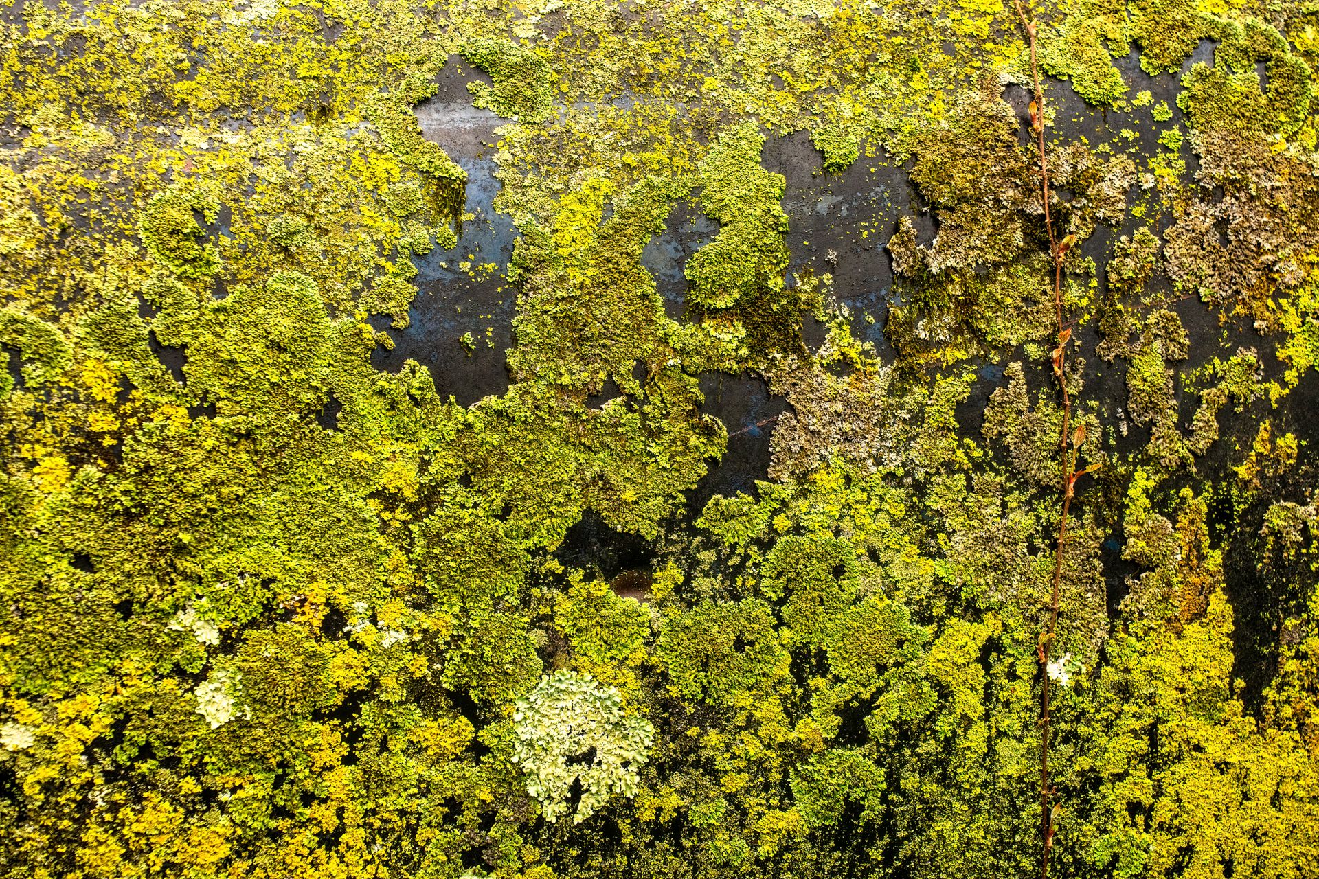 Close up of Moss on Wall