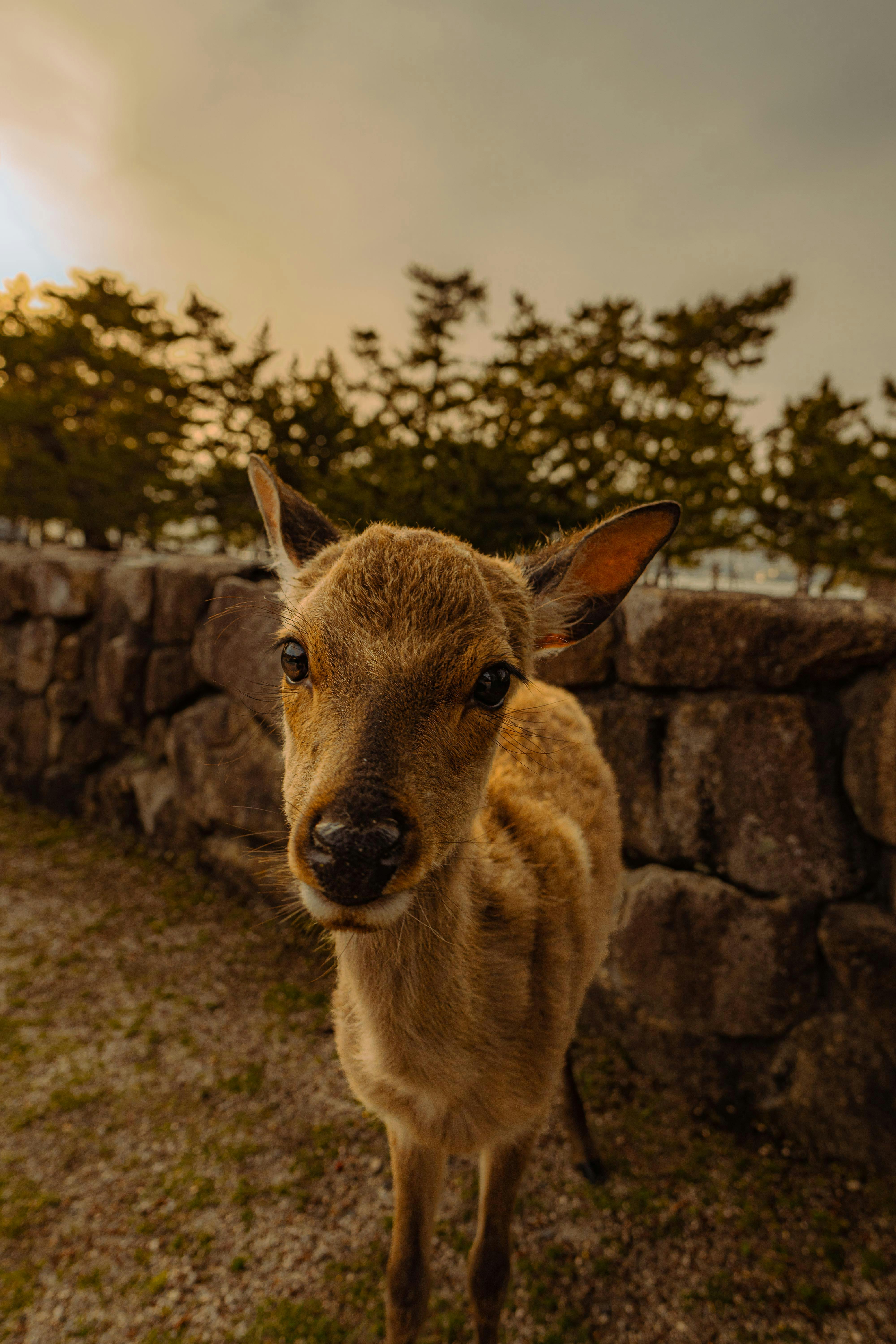 deer fawn at farm