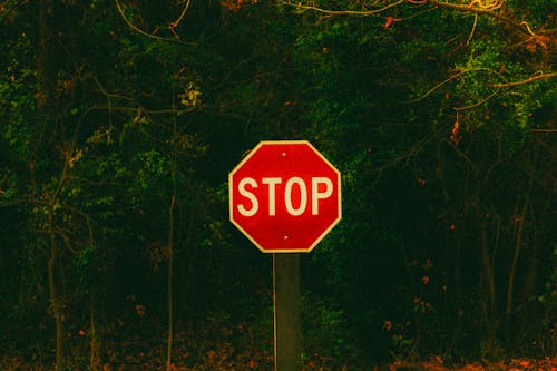 Stop Sign in Forest