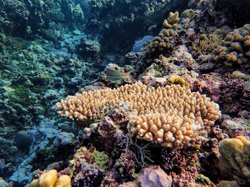 Immagine gratuita di acqua, barriera corallina, esotico