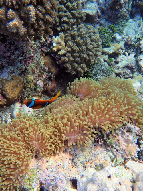 Free A colorful coral reef scene featuring a lively clownfish swimming near anemones. Stock Photo