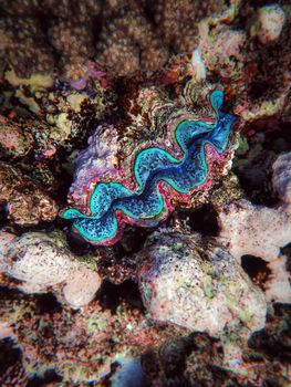 Close-up of a colorful giant clam on a vibrant coral reef, showcasing underwater marine life.