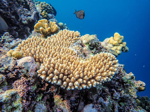 A Tropical Reef Underwater