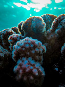 Stunning underwater close-up of colorful coral formations in the ocean.