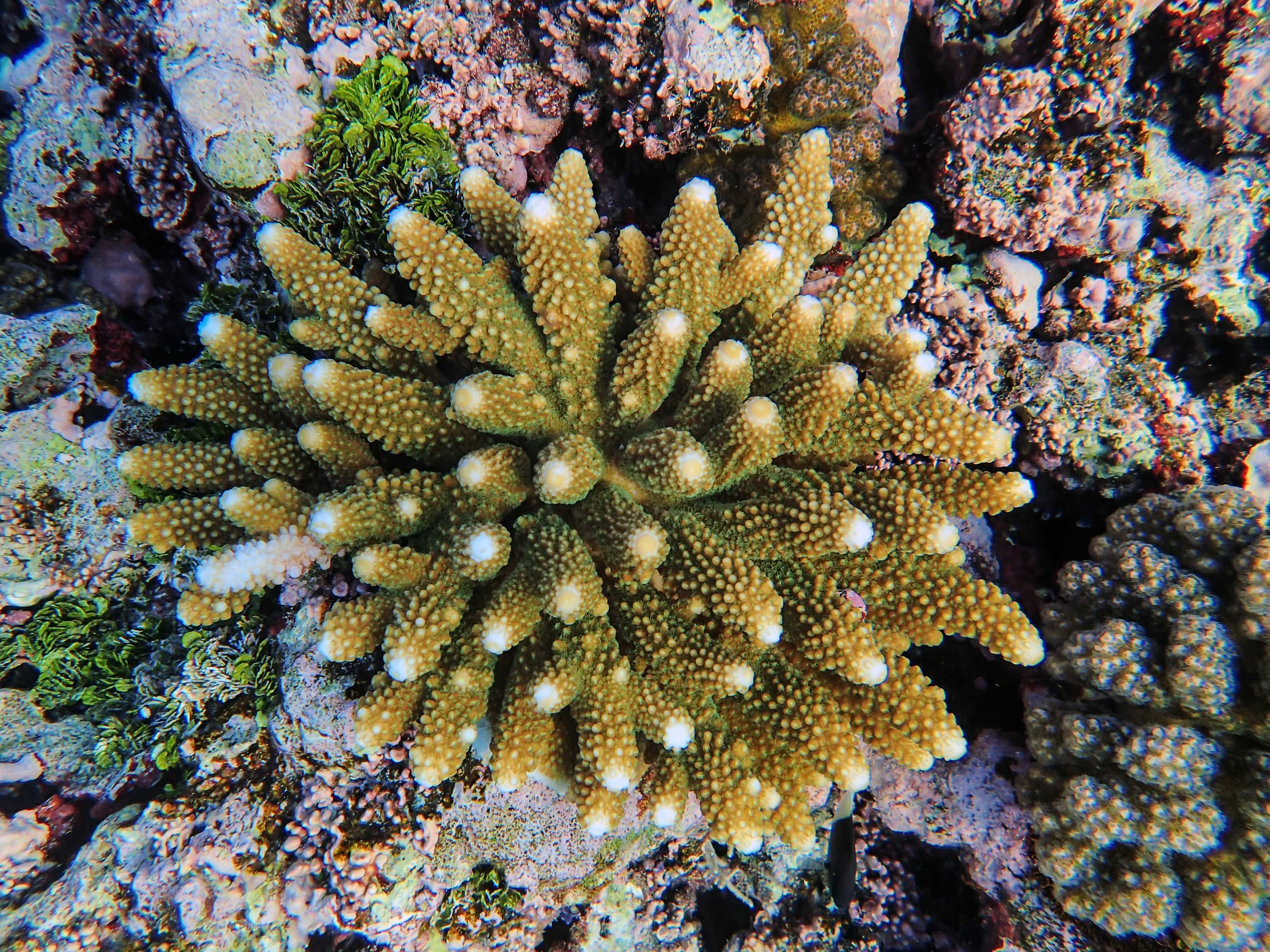 Vibrant coral reef and foraging grounds at Daymaniyat Islands Nature Reserve (Muscat)