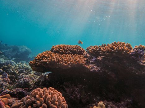 Explore the vibrant life of coral reefs with sunlit waters creating a stunning marine view.