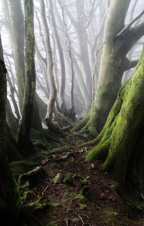 Green Gray Tall Trees