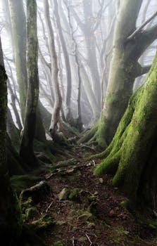 沿着一条雾蒙蒙的森林小路探索，周围环绕着长满苔藓的高大树木