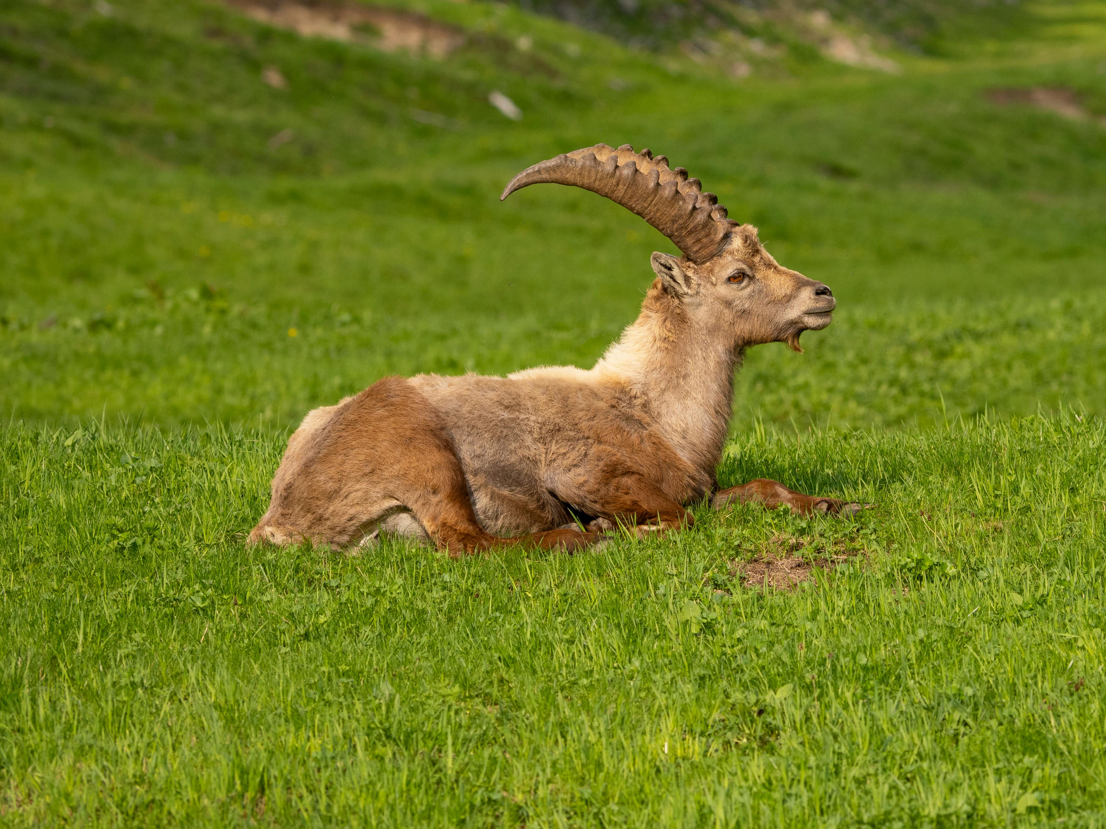 grátis Foto profissional grátis de @exterior, ágil, Alpes Suíços Foto profissional