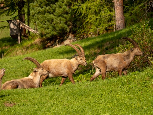 Fotobanka s bezplatnými fotkami na tému alpský ibex, dedinský, fotografie zvierat žijúcich vo voľnej prírode
