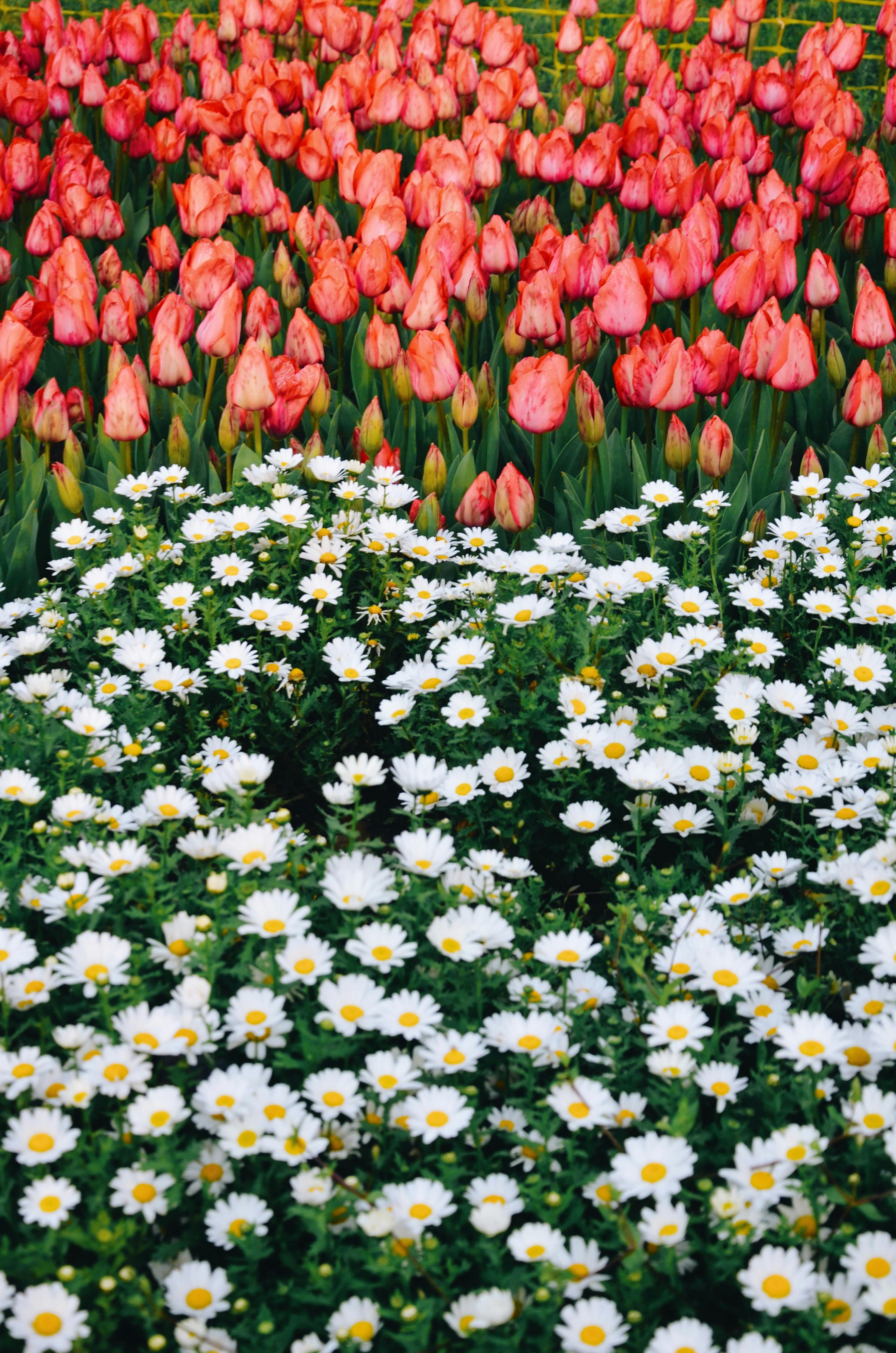 Tulips And Daisies Photos, Download The BEST Free Tulips And Daisies