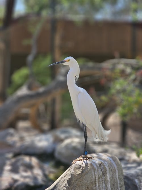 Snowy Egret in Zoo
