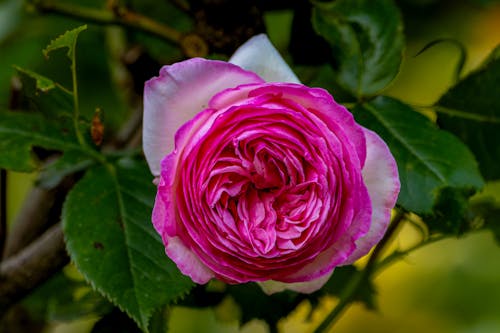 Pink Rose in Nature