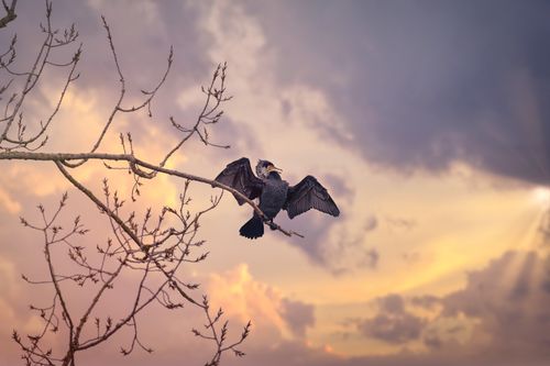 Free Cormorant perched on a branch against a vibrant sunset sky in Neckarsulm, Germany. Stock Photo