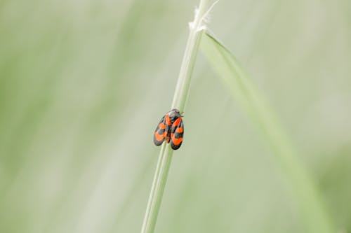 Δωρεάν στοκ φωτογραφιών με beetle, βλαστός, επιλεκτική εστίαση