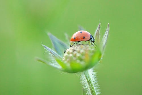 Photos gratuites de animal, beetle, brillant