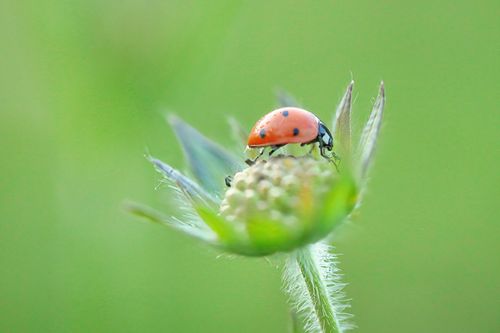 Free stock photo of animal, beetle, bright Stock Photo