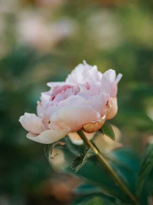 꽃잎, 모바일 바탕화면, 분홍색의 무료 스톡 사진