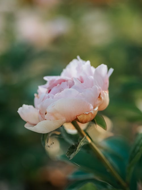 Pink Flower in Nature