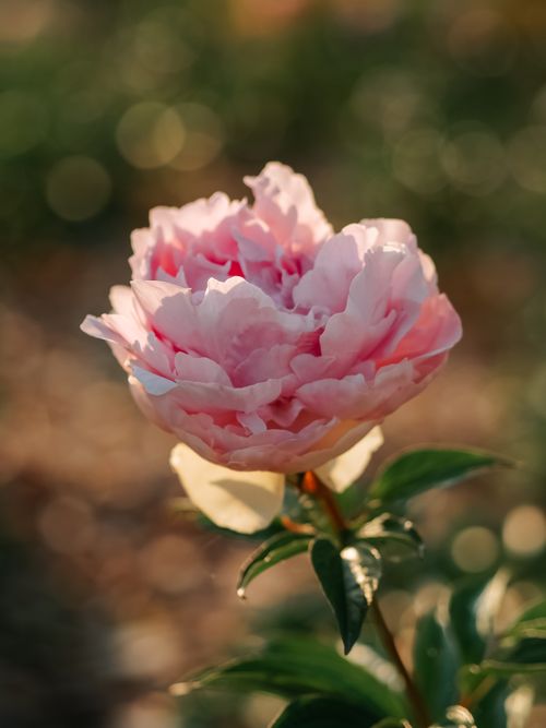 Free Stunning close-up of a pink peony flower with soft, delicate petals. Perfect for nature lovers. Stock Photo