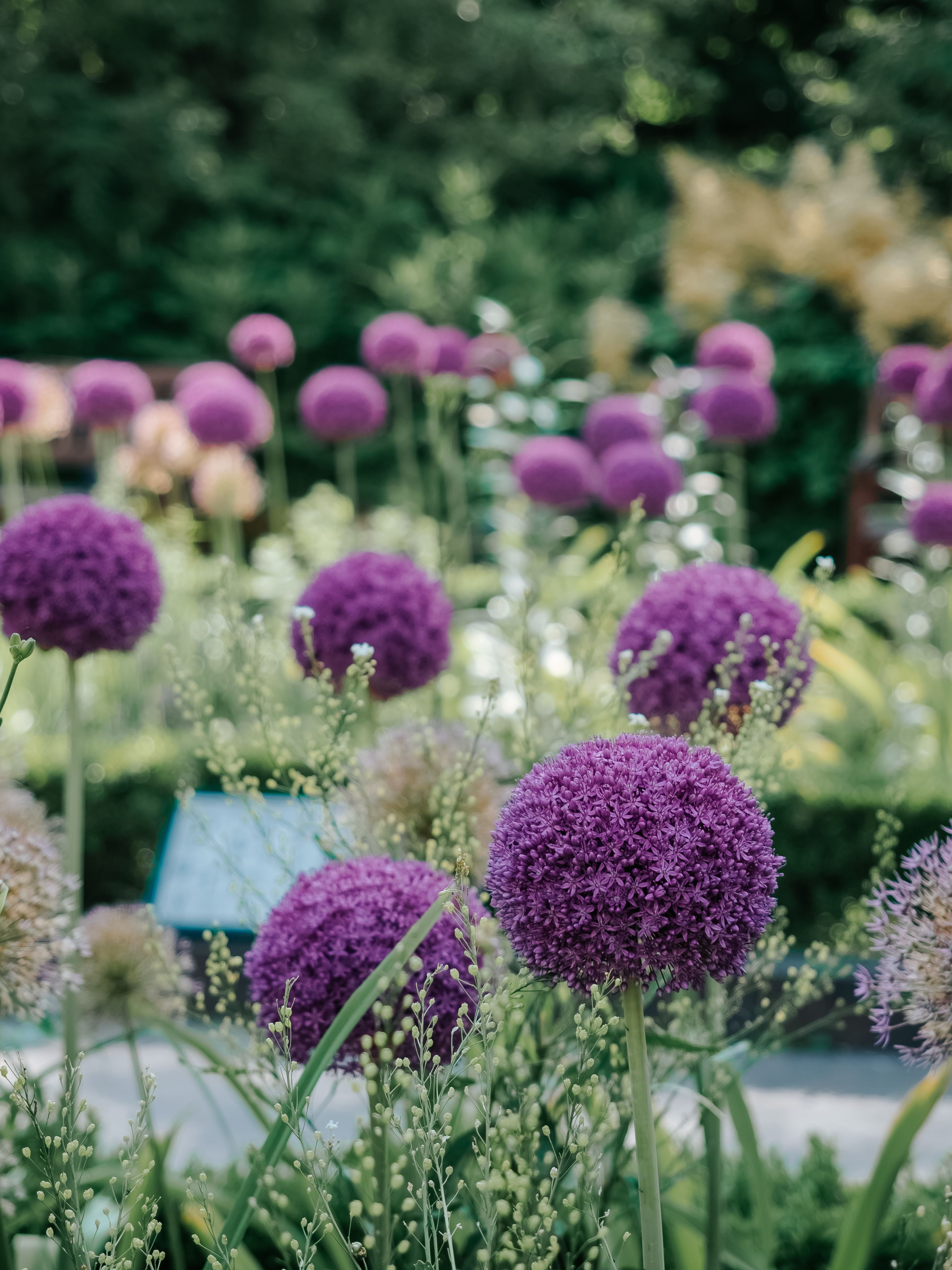 Purple Flowers in Garden · Free Stock Photo