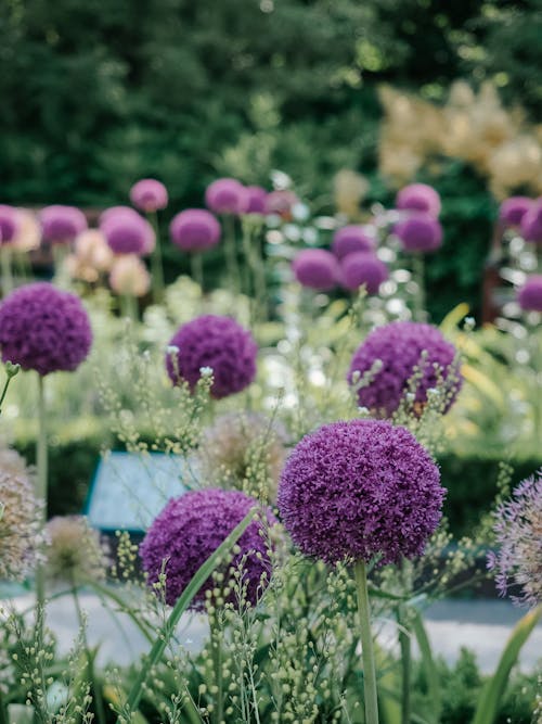 Purple Flowers in Garden