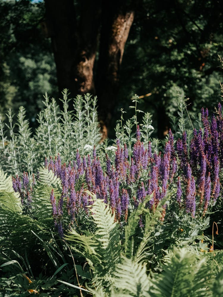 Wild Sage Flowers