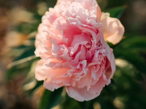 Immagine gratuita di fiore, focus selettivo, fresco