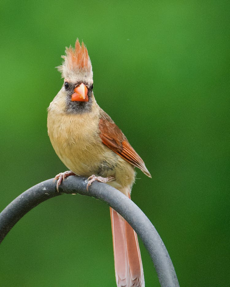 Cardinal Bird Perching On Bar