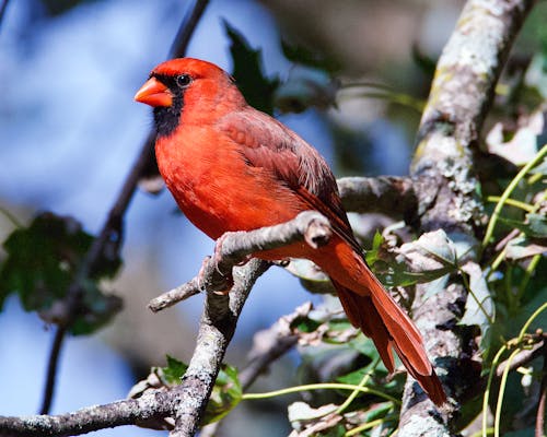 Red Cardinal Bird