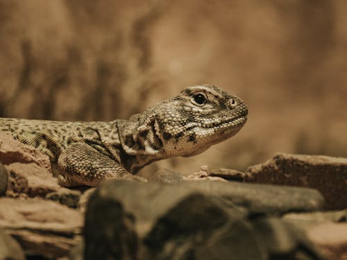 Fotos de stock gratuitas de animal, arena, Desierto