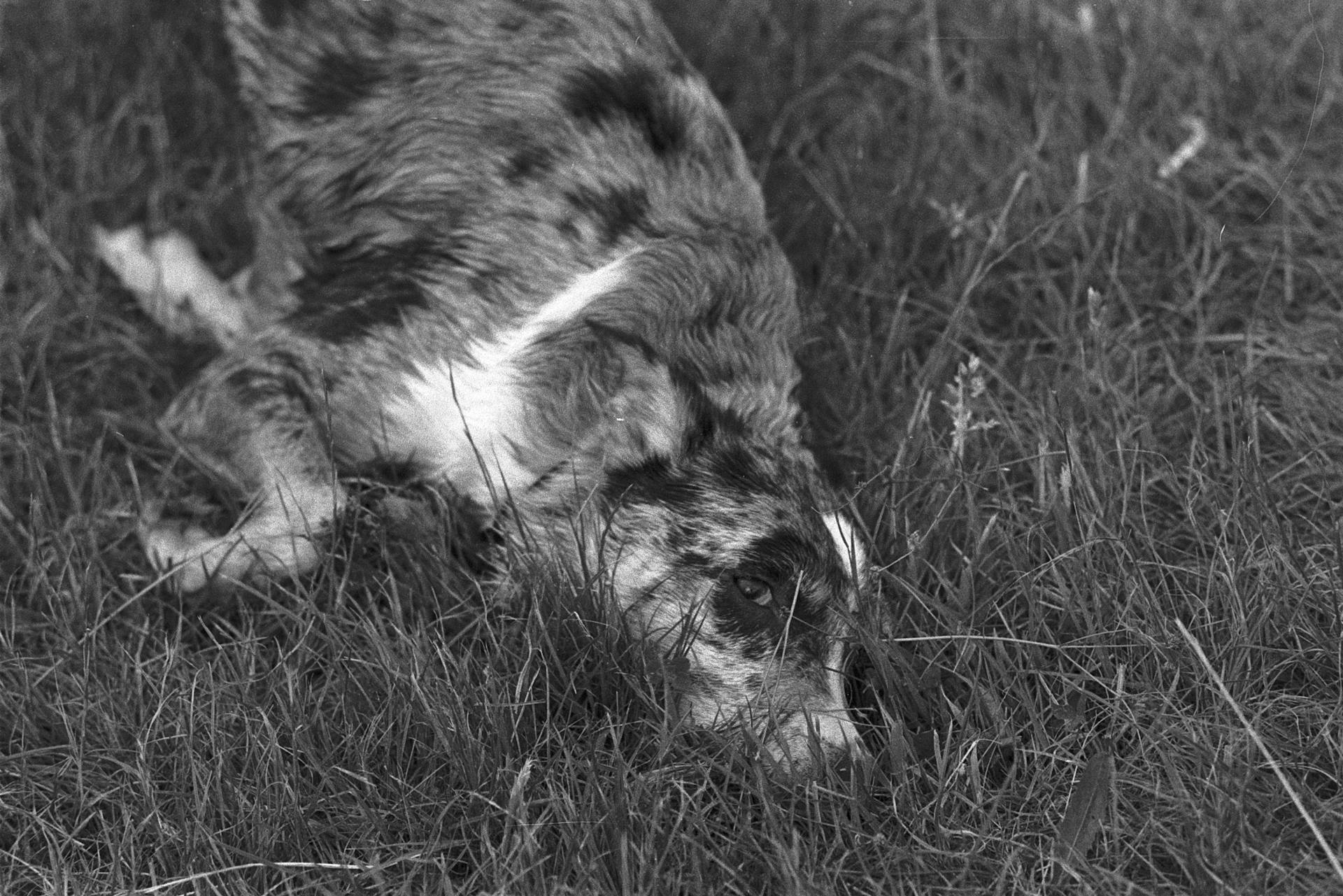 Photo en noir et blanc d'un berger australien couché dans l'herbe