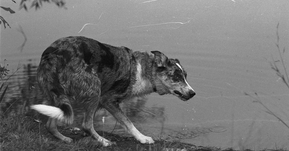 Un chien au bord d'une eau stagnante en forêt, zone à risque de leptospirose