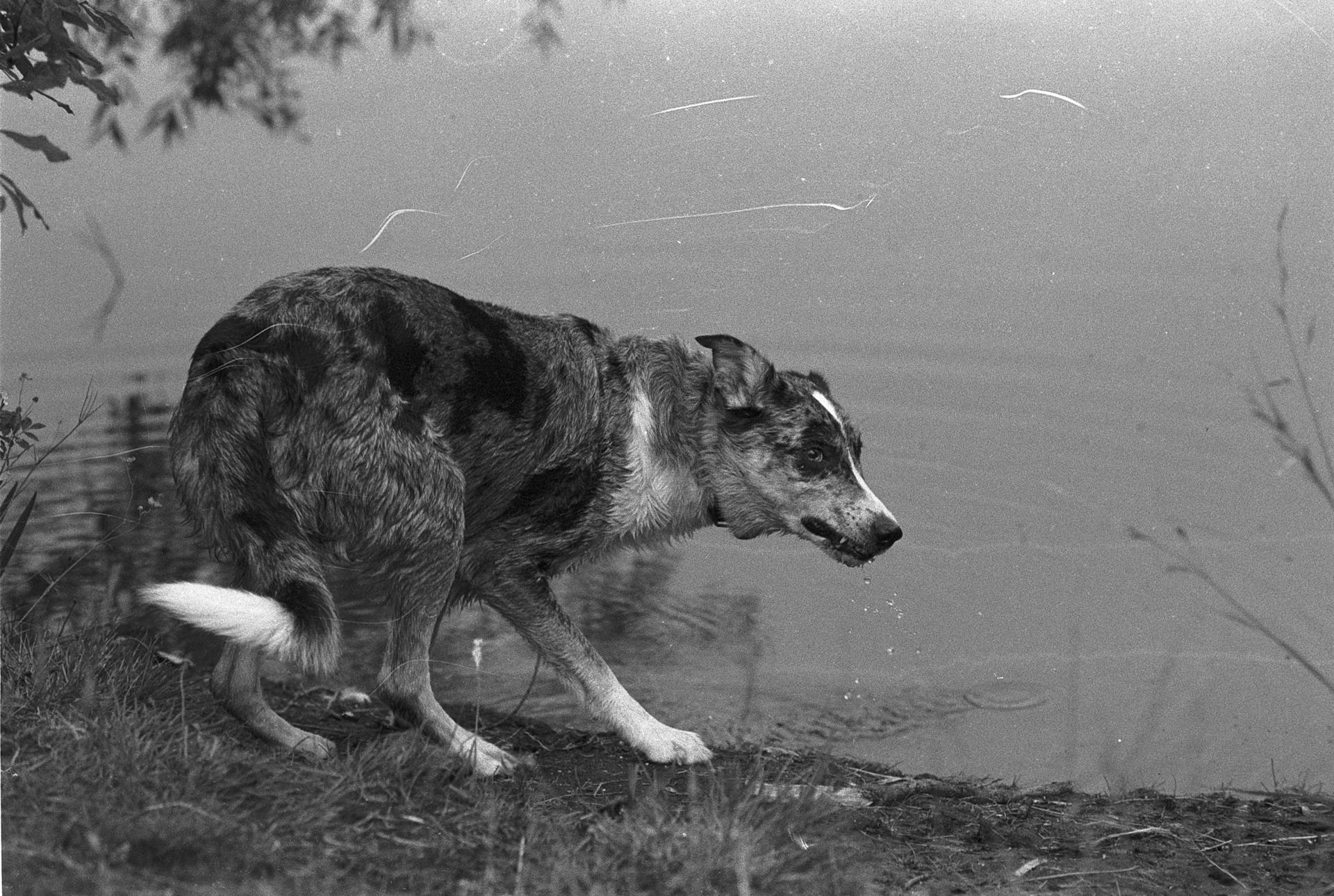 Dog Drinking Water on Lakeshore