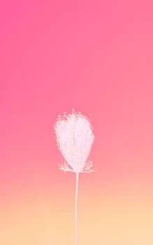 A single delicate wildflower stands out against a vibrant pink and yellow gradient background.