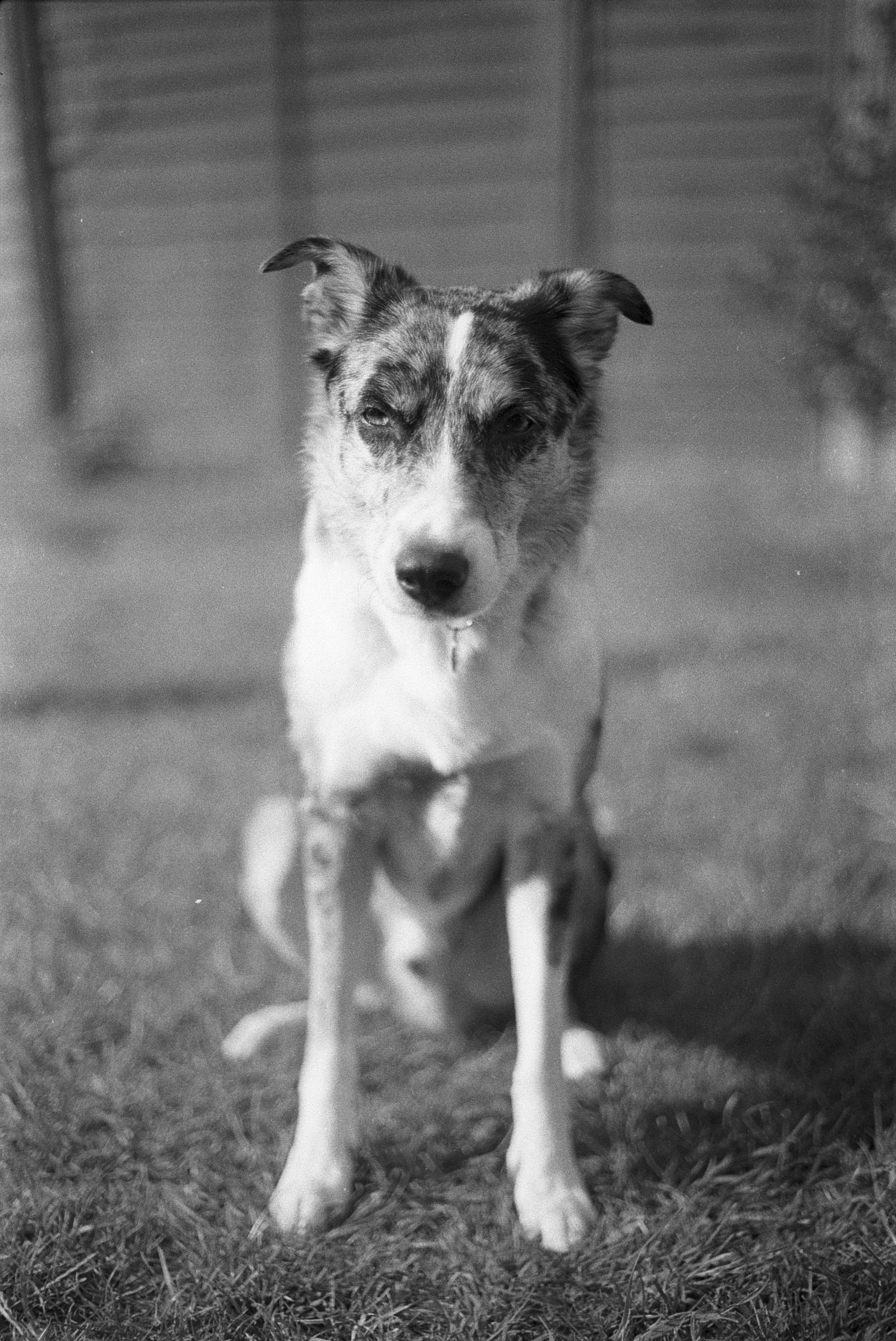 Black and White Photo of Koolie Dog Sitting on Grass · Free Stock Photo