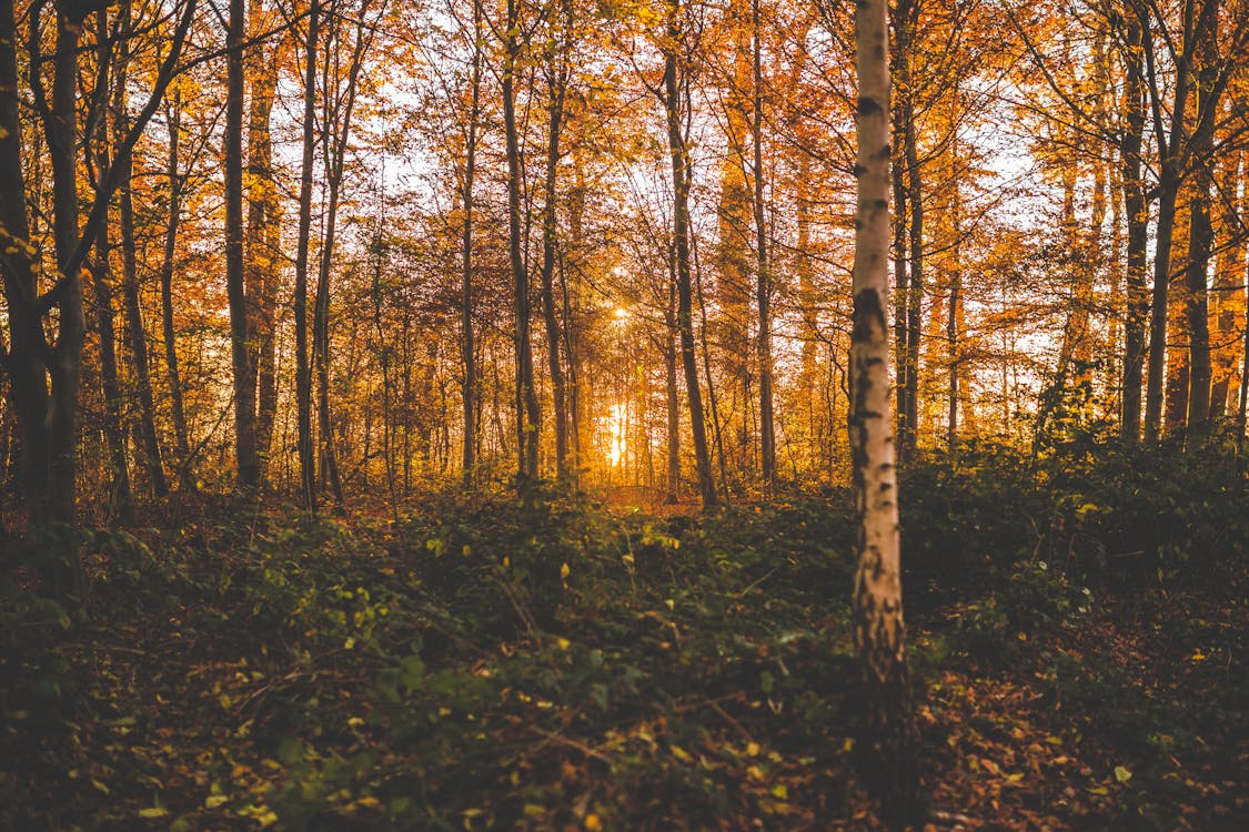 Photos gratuites de automne, branches d'arbre, centrales