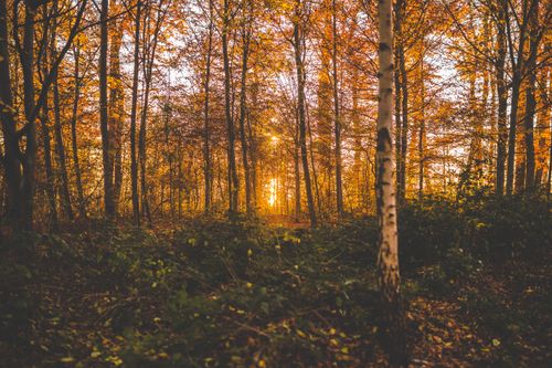 Free Serene autumn forest landscape with golden light filtering through the trees. Stock Photo