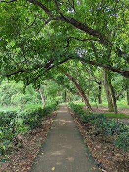 Find Your Forest Beneath the Canopy
