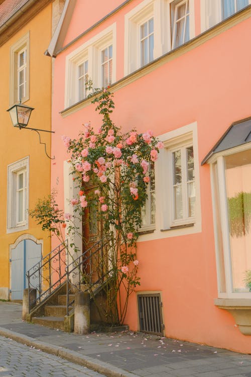 Flowers on Building Wall