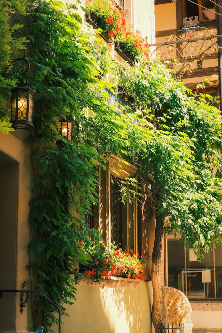 Ivy On A Tenement In Sunlight 